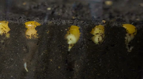 Timelapse, Close up corn seed growing Vidéo 59557007
