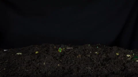 Timelapse, Close up corn seed growing in black background Vidéo 60244818