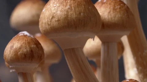 Timelapse close up of magic mushrooms (Psilocybe cubensis) growing indoors Vídeo Stock 341250015