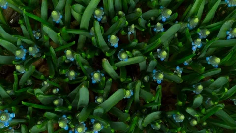 Timelapse close up many blue grape hyacinths growing Stock Footage 104697167