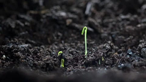 Timelapse close-up of a plant sprouting from the ground 스톡 동영상 314001075