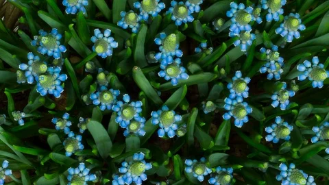 Timelapse closeup many blue grape hyacinths Stock Footage 104696915