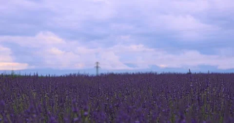 A timelapse of a cloud over a lavender field. Stock Footage 245361532