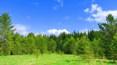 Timelapse clouds above summer forest during sunny day Stock Footage 744799
