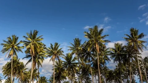 Timelapse Clouds and Coconut trees Stock Footage 81673037