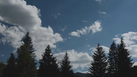 Timelapse of clouds and coniferous trees Stock Footage 75872105