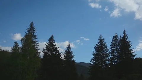 Timelapse of clouds and coniferous trees. Stock Footage 76787132