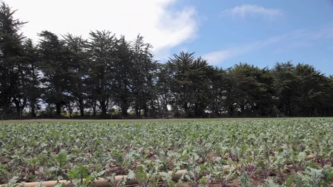 Timelapse of clouds and kale on farm 動画素材 76441884