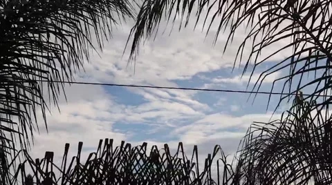TimeLapse Clouds and Palm Trees Leaves Stock Footage 46411826