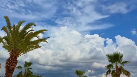 Timelapse of clouds and palm trees, static shot. 스톡 동영상 316752567