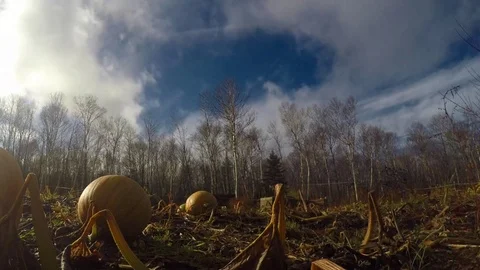 Timelapse of clouds and a pumpkin patch 스톡 동영상 70356512