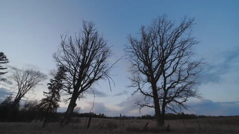 Timelapse of clouds and spooky oak trees in a field, countryside, Halloween 库存影片 289774866