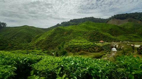 Timelapse of clouds and tea leaves at Bharat Plantation, Cameron Highland. Stock Footage 51560586