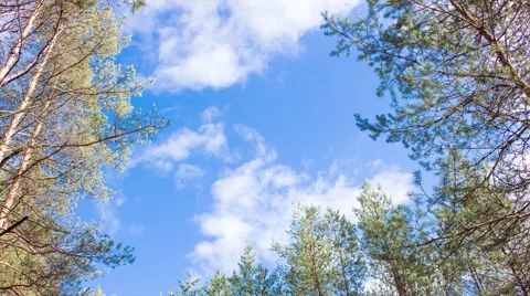Timelapse clouds and trees Stock Footage 49879172