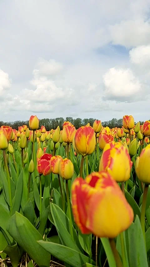 Timelapse Clouds are running over a field of tulips. Stock Footage 241101289
