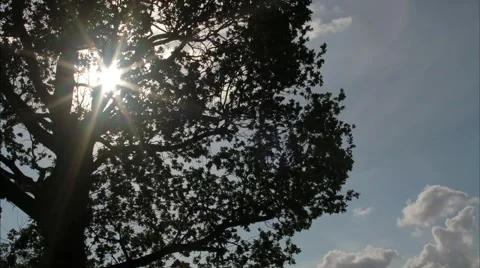 Timelapse of clouds behind tree. Stock Footage 64710450