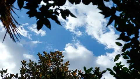 Timelapse of clouds between leaves of tree Stock Footage 81444653