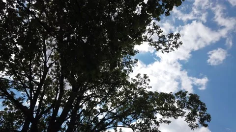 Timelapse of clouds between trees Stock Footage 154091127