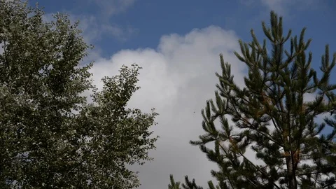 Timelapse of clouds between trees in summer Stock Footage 122702697