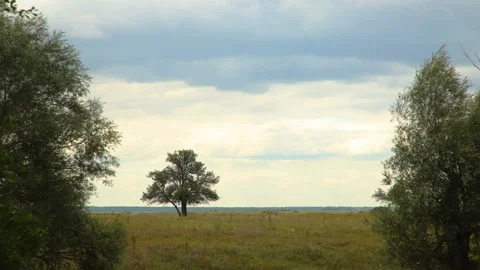 Timelapse of clouds in cloudy weather with trees in the frame, general plan Stock Footage 113932269