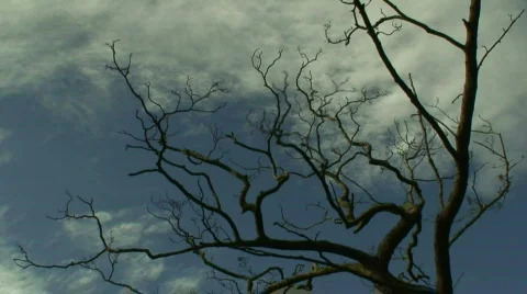 Timelapse clouds flowing over a leafless tree Stock-Footage 87970