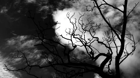 Timelapse clouds flowing past a bare tree  Stock Footage 938289