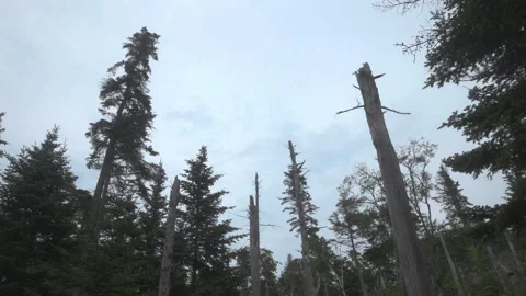 Timelapse of clouds Stock Footage 135559420