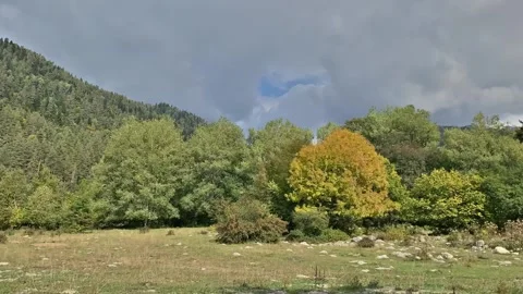 Timelapse clouds in the forest Stock Footage 161303173