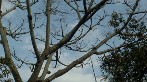 TIMELAPSE WITH CLOUDS GARAPUVU TREE BRAZILIAN RAINFOREST 動画素材 209300136