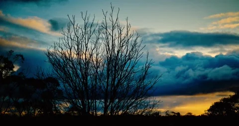 Timelapse - Clouds moving behind silhouetted tree Stock Footage 206531795