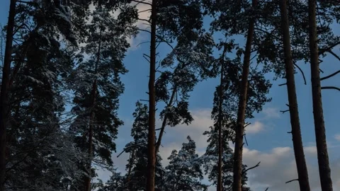 Timelapse of clouds moving behind the snowy trees Stock Footage 132256721