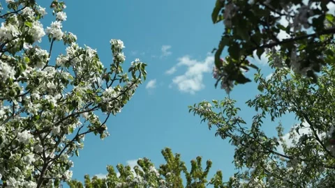 Timelapse of clouds moving fast across the sky Stock Footage 194119838