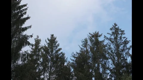 Timelapse of clouds moving over fir trees Video stock 307271742