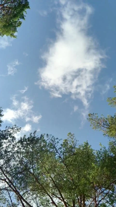 Timelapse Clouds Over Conifer Forest Under Blue Sky Stock-Footage 329090435