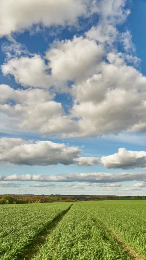 A timelapse of clouds over a cornfield. ecological clean area Stock Footage 293009440