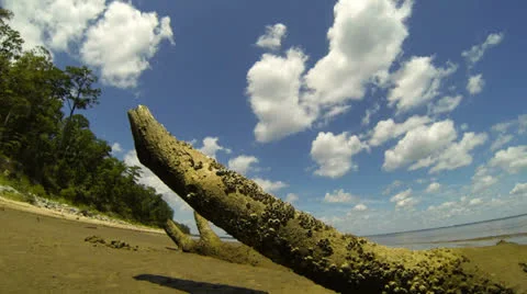 Timelapse of clouds over driftwood Stock Footage 25825101