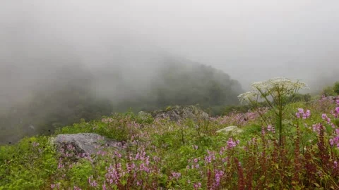 Timelapse of Clouds over Flowerscape in Valley of Flowers, Uttarakhand, India. Video stock 135310008