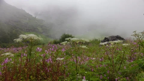 Timelapse of Clouds over Flowerscape in Valley of Flowers, Uttarakhand, India. Video stock 135310238