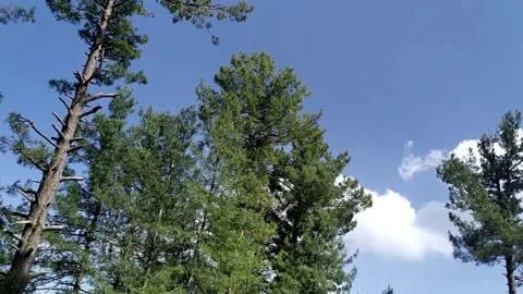 Timelapse of Clouds Over Green Forest 動画素材 302790680