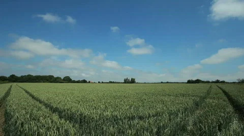 Timelapse clouds over green wheat field 2 库存影片 457964