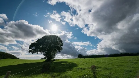 Timelapse - Clouds over oak tree in field Stock Footage 82178443