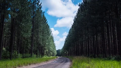 Timelapse clouds over pine forest Stockbeeldmateriaal 87809356