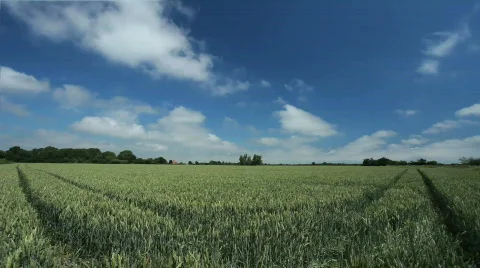 Timelapse Clouds over Realtime green wheat field  Stock Footage 457977