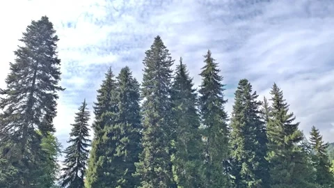Timelapse clouds over tall trees Video stock 161302614