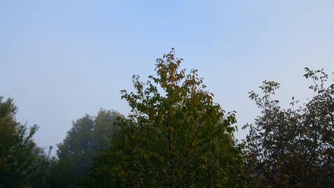 Timelapse of clouds over thick green forest UHD Stock Footage 96510849