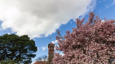 Timelapse of clouds over Union Station with cherry blossom spring in Portland OR Video stock 61045955