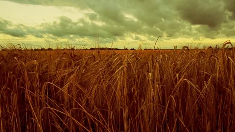Timelapse of clouds over wheat field Stock Footage 78561729