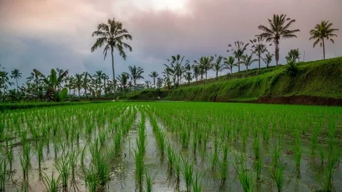 Timelapse Clouds over a young rice field on Bali Island, Indonesia Stock Footage 82581551