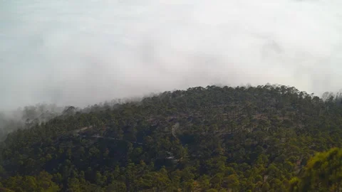 Timelapse of clouds parting to reveal misty pine forest on mountain slope, Tener Stock Footage 335075538