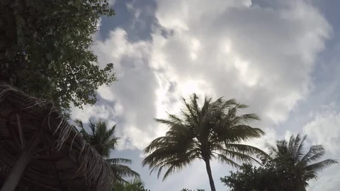 Timelapse of clouds passing by behind palm at the maldives Stock Footage 74696584